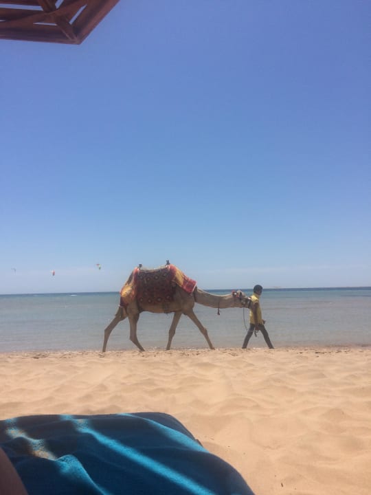 Wolle Kamel reiten?! Shams Prestige Abu Soma-Adults Only