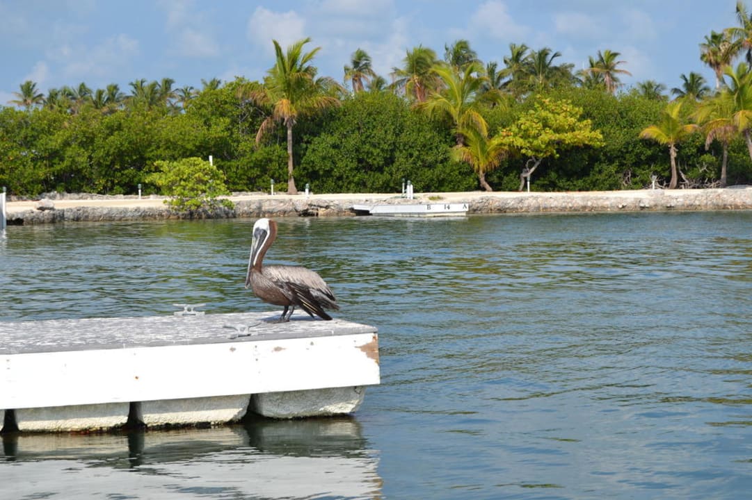 Hotel Hotel Chesapeake Resort