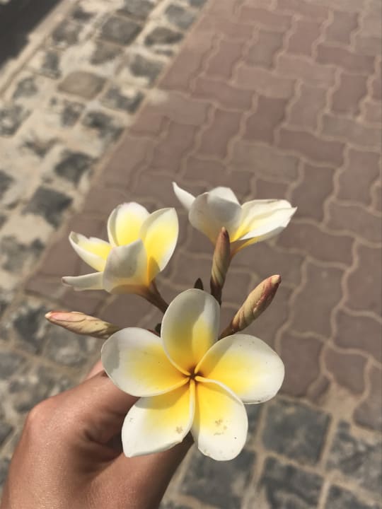 Außenansicht Steigenberger ALDAU Beach Hotel