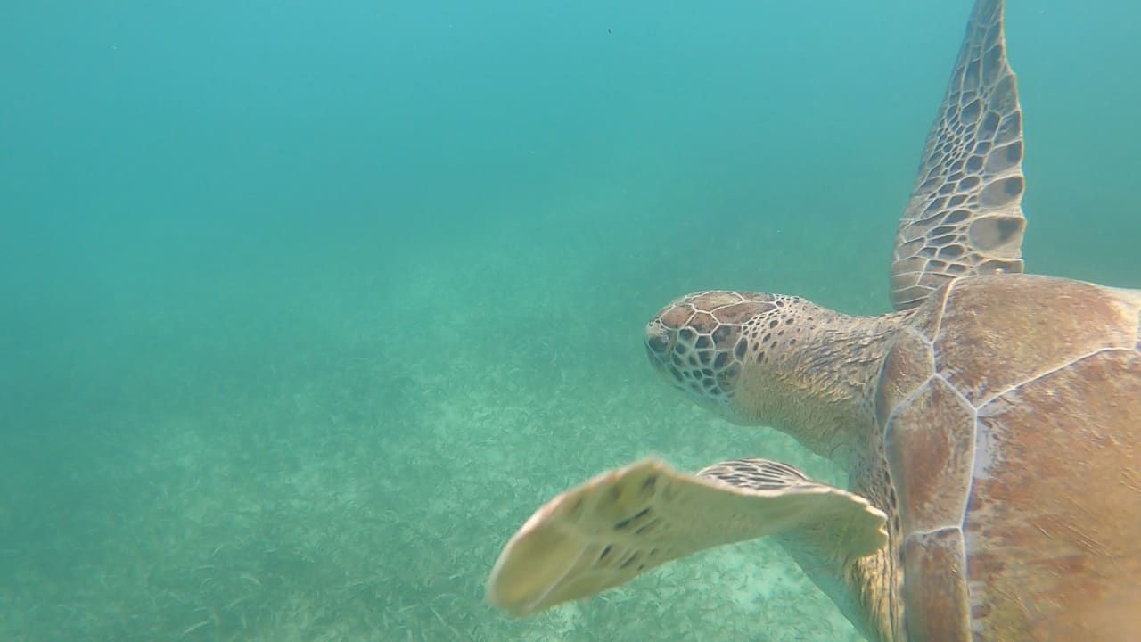 Strand Akumal Bay Beach & Wellness Resort