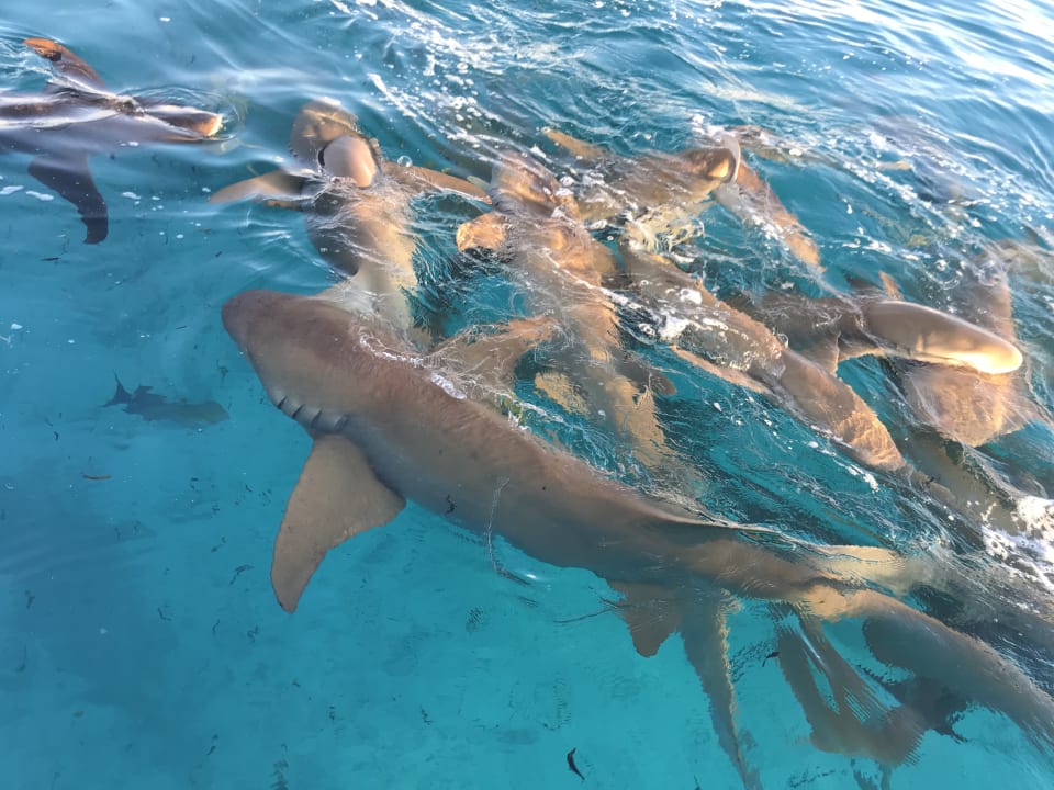Sport & Freizeit Cinnamon Hakuraa Huraa Maldives