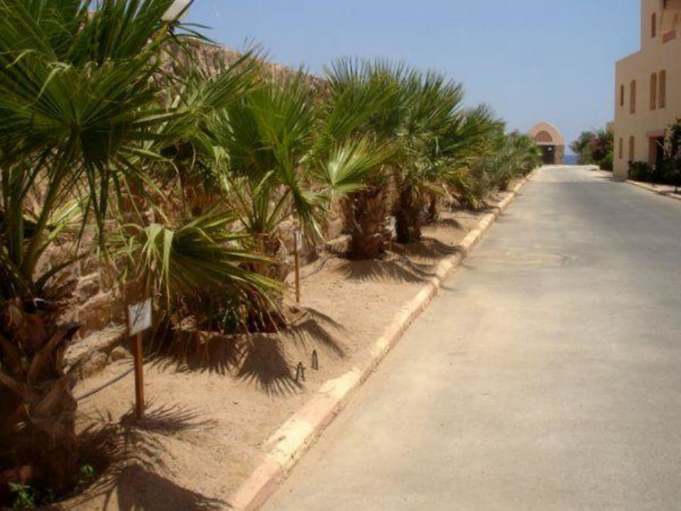Straße mit Besucherpalmen Steigenberger Coraya Beach - Adults only