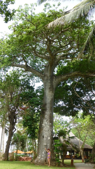 Großer Baobab Baobab Beach Resort & Spa