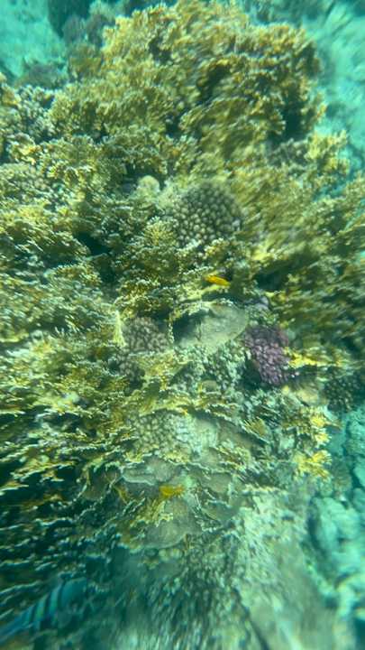 Strand Sharm El Naga Resort and Diving Center