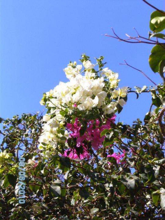 Blumenpracht Jaz Makadi Oasis Resort