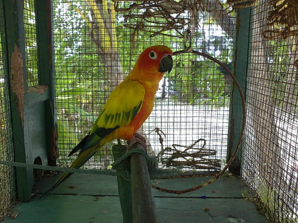 Begrüßungsvogel Summer Island Maldives
