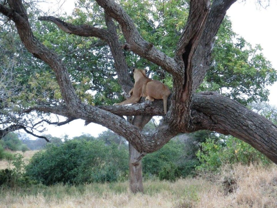 Der Baumlöwe Hotel Tarangire Sopa Lodge
