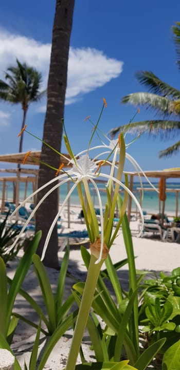 Gartenanlage Akumal Bay Beach & Wellness Resort