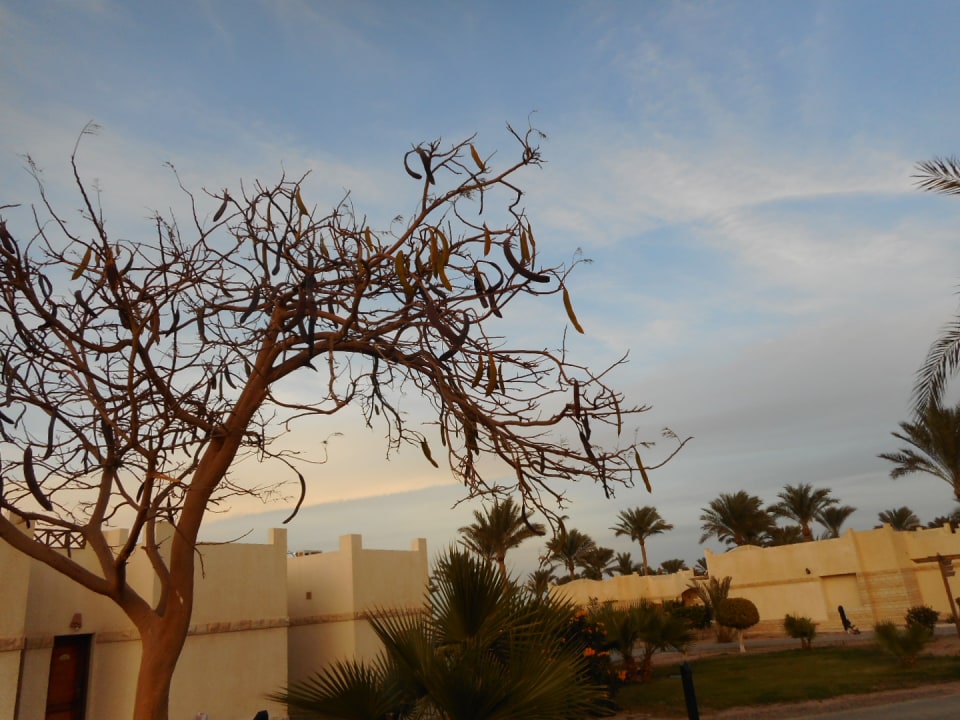 Gartenanlage Coral Beach Hurghada