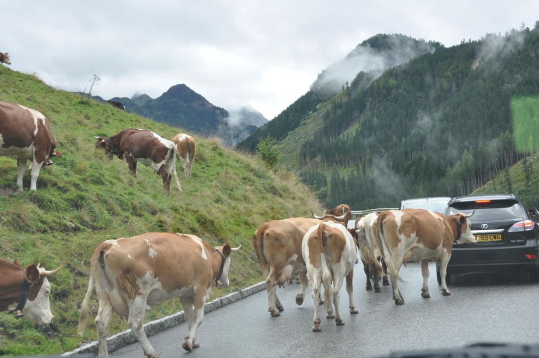 Weg zum Enzingerboden Hotel Alpengasthof Enzingerboden