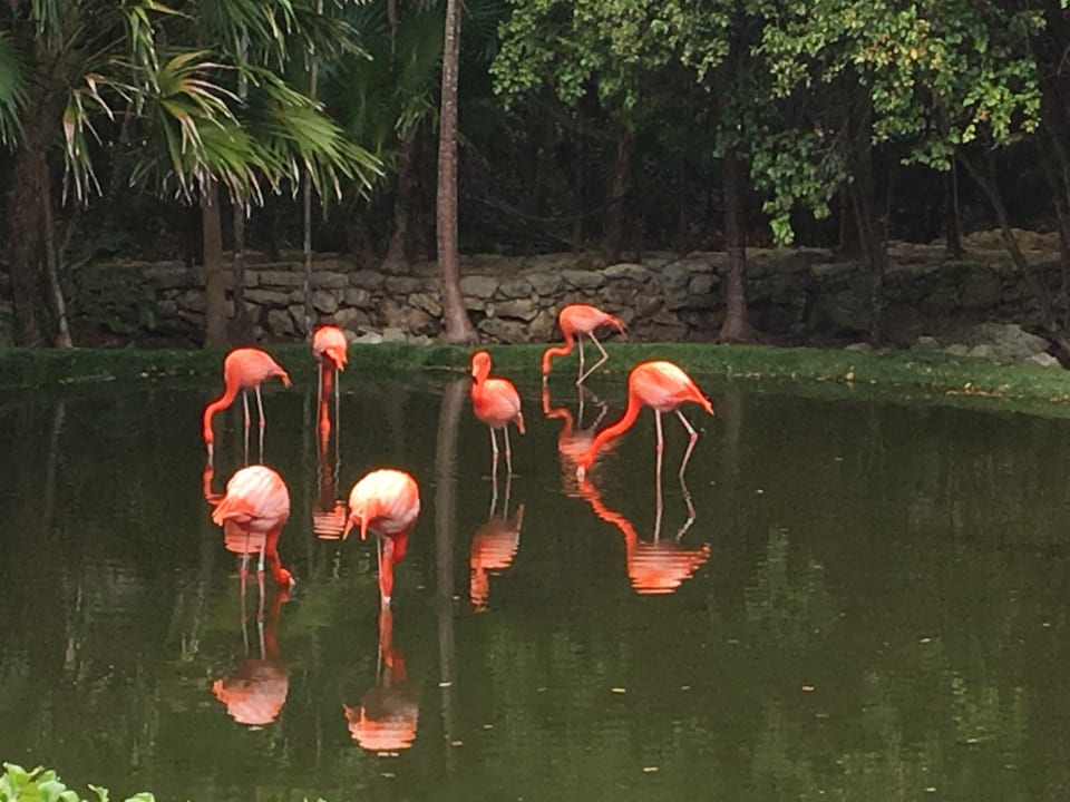 Gartenanlage Grand Palladium Kantenah Resort & Spa