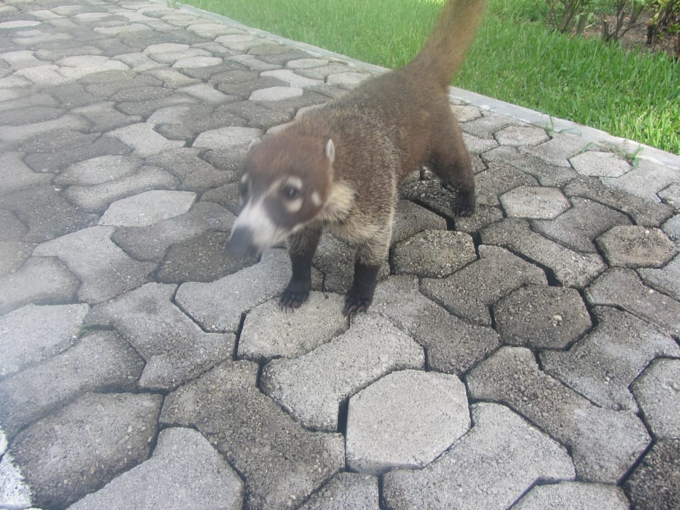 Nasenbär Sandos Playacar Beach Resort