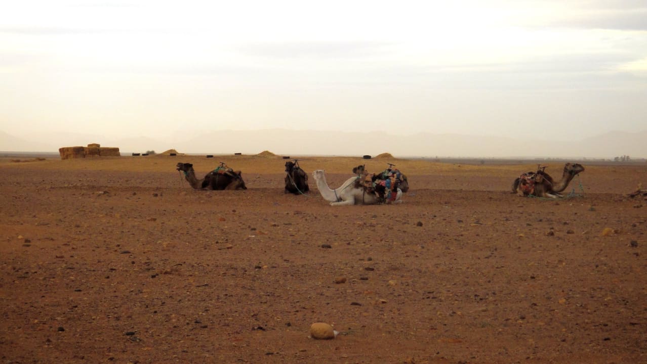 Kamele Stargazing Hotel SaharaSky