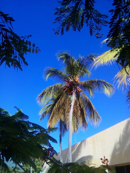 Kokusnussernte! Puerto Plata Village