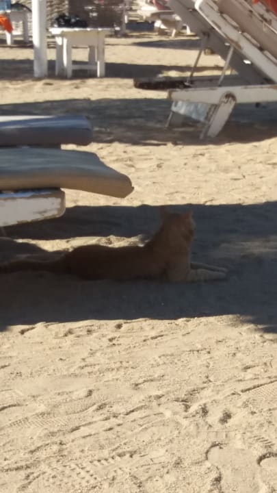 Strand The Grand Hotel Hurghada