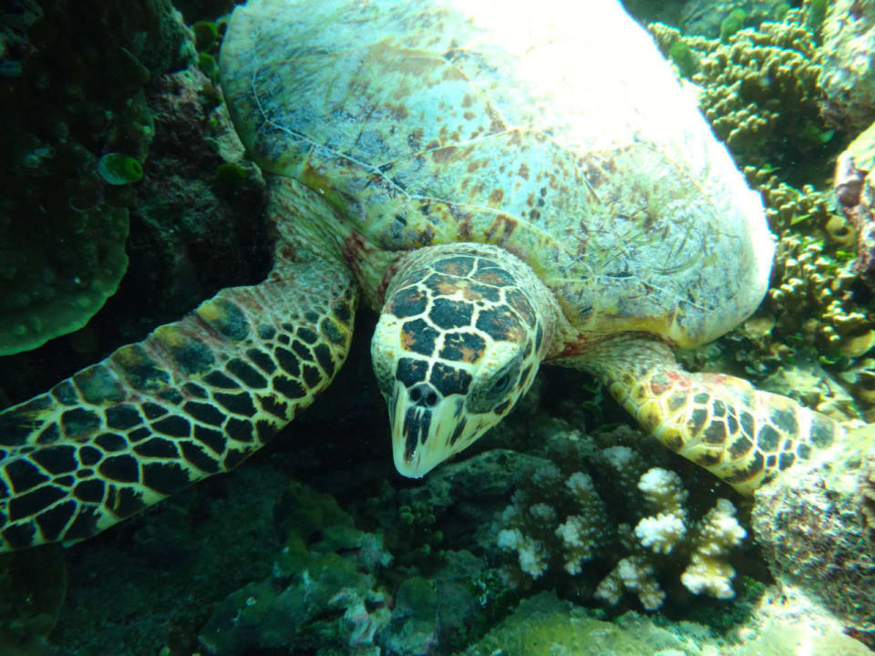 Schildkröte Cinnamon Hakuraa Huraa Maldives