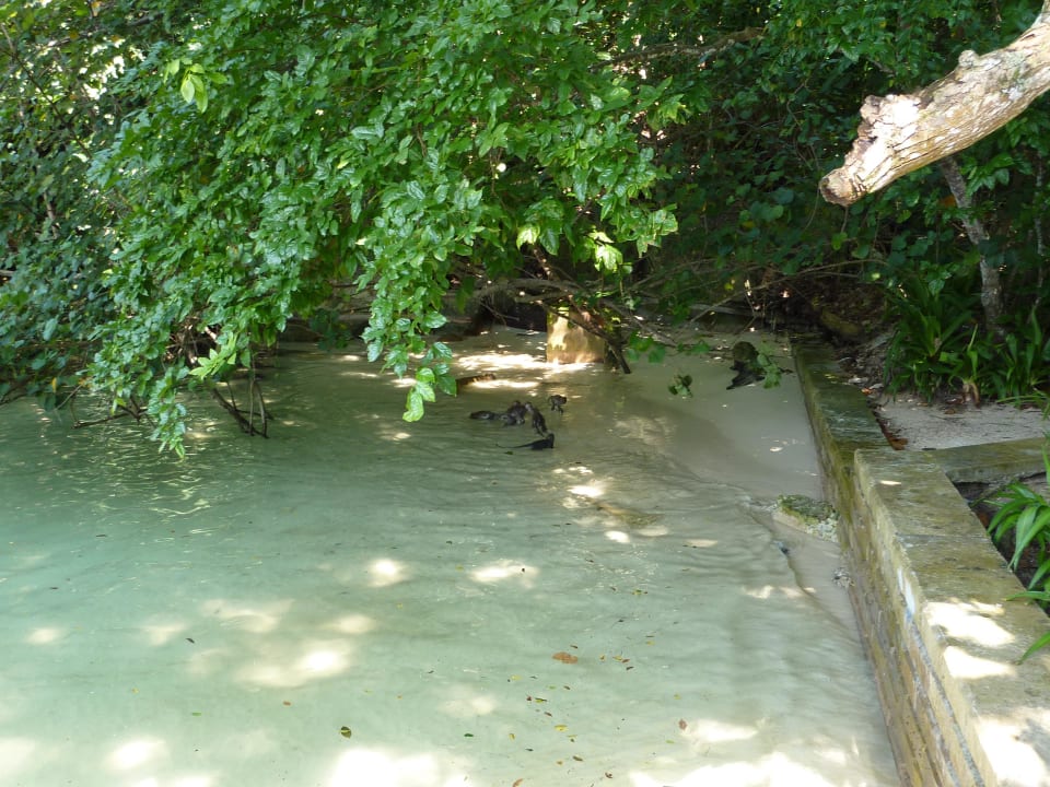 Affenspiele Hotel Pangkor Laut Resort/Estates