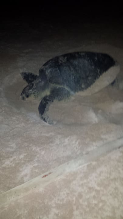 Schildi am Strand Hotel Koggala Beach