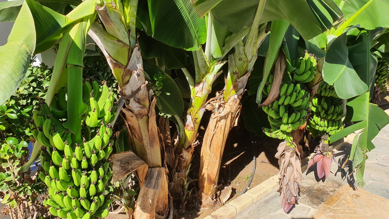 Gartenanlage Kefalos Beach Holiday Village