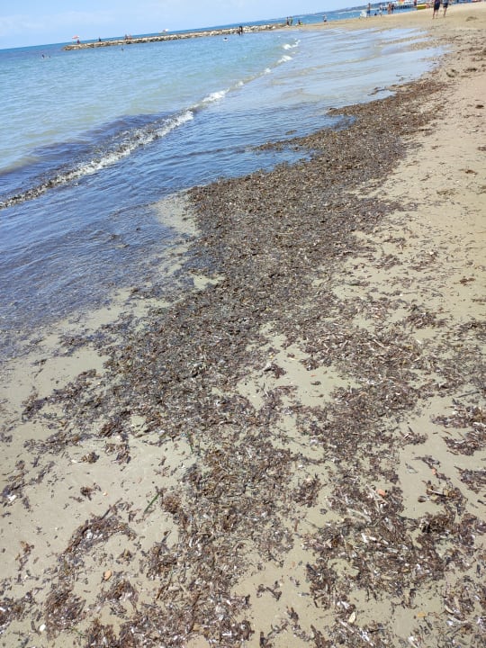 Strand PALOMA Perissia