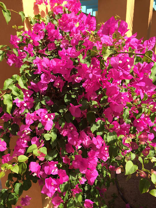 Gartenanlage Sheraton Miramar Resort El Gouna