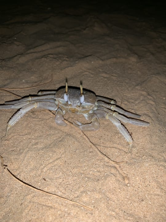 Strand Hotel Riu Touareg