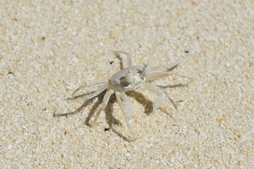 Angaga - eine von den vielen kleinen Krabben Angaga Island Resort