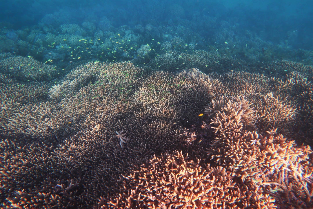 Strand Shams Alam Beach Resort