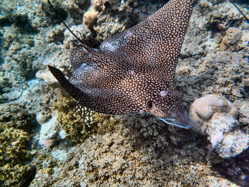 Adlerrochen Embudu Village