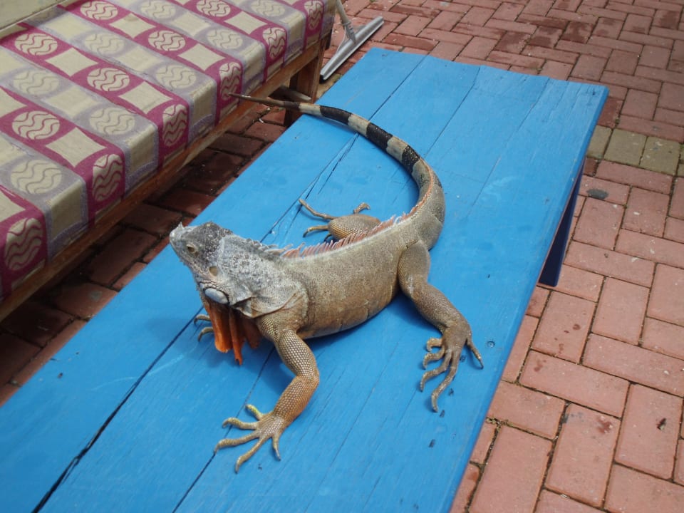 Ein Leguan in Avsallar Alaiye Resort & Spa