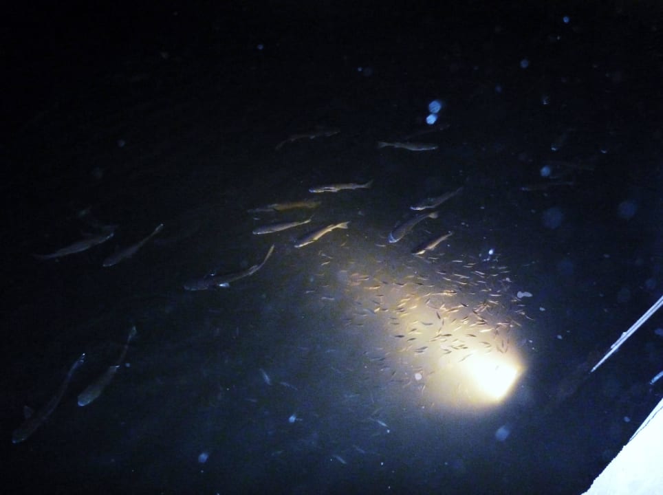 Fische in der Lagune Pickalbatros Dana Beach Resort - Hurghada