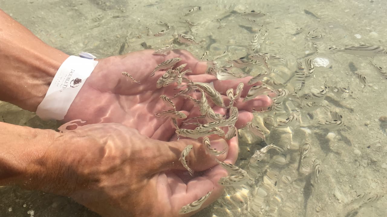 Mit Fischen spielen DoubleTree by Hilton Resort & Spa Marjan Island