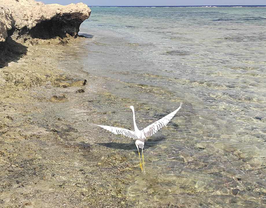 Außenansicht Novotel Marsa Alam Beach Resort