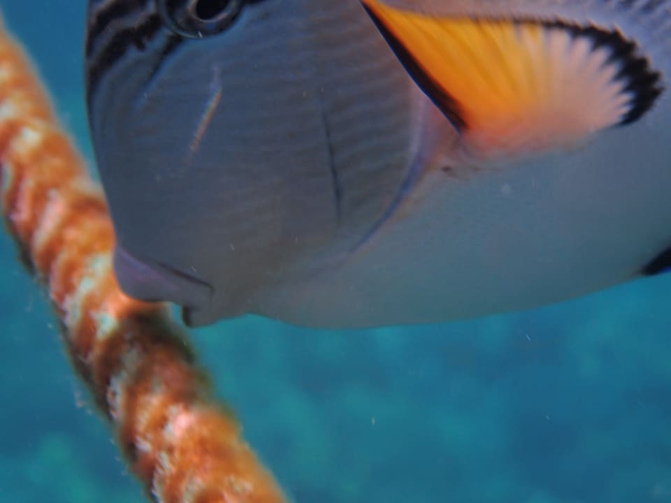 Strand Makadi Spa - Adults only