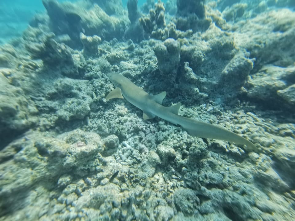 Sport & Freizeit Cinnamon Dhonveli Maldives