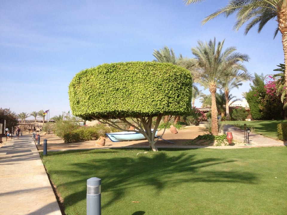 Gartenanlage Steigenberger Coraya Beach - Adults only