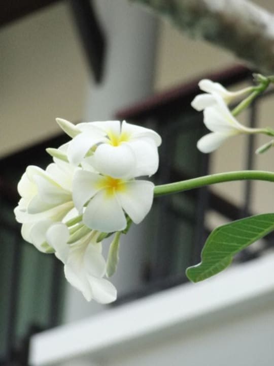 Garten Hotel Navatara Phuket Resort