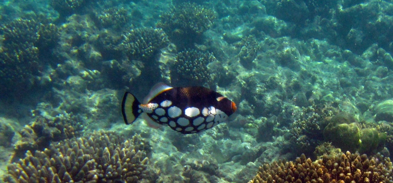 Unterwasserwelt  Kuramathi Maldives