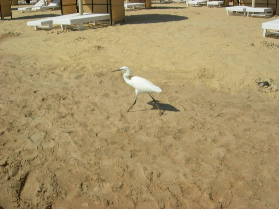 Ein Vogel am Strand Giftun Azur Resort