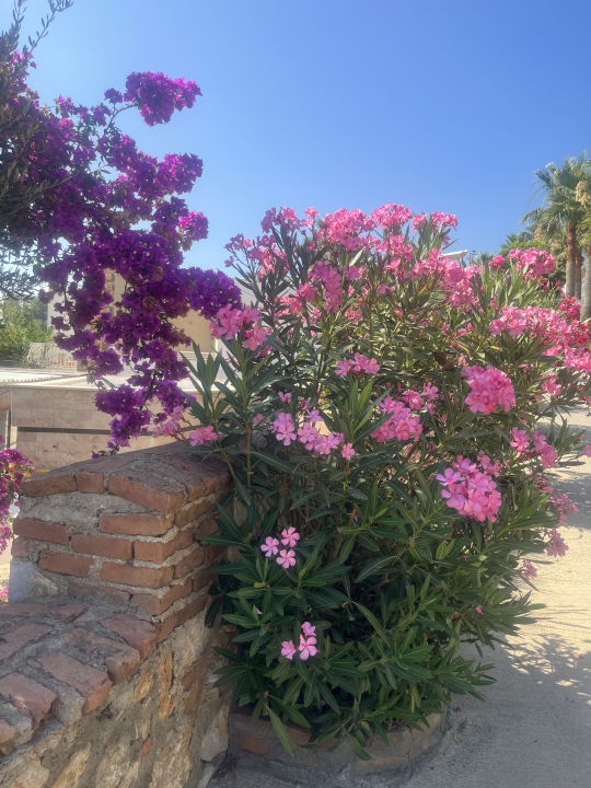 Gartenanlage TUI MAGIC LIFE Bodrum - Adult Only (16+)