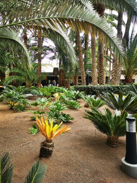 Gartenanlage Hotel Riu Palace Oasis