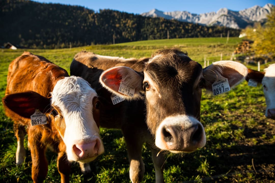Unsere Kühe Ferienwohnungen Plattnerhof