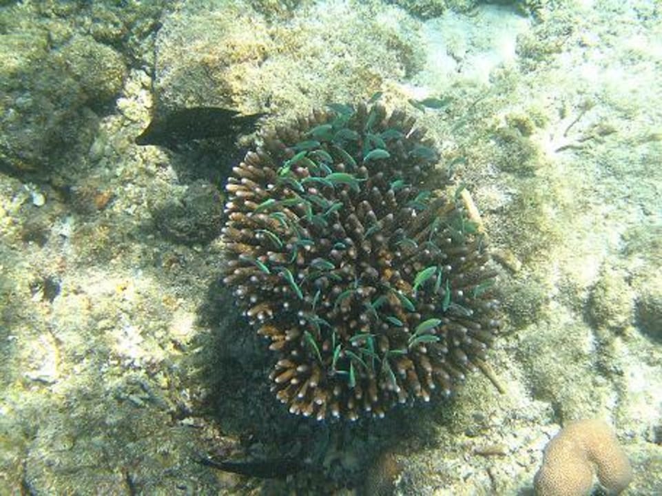 Koralle mit Fisch Sun Siyam Olhuveli
