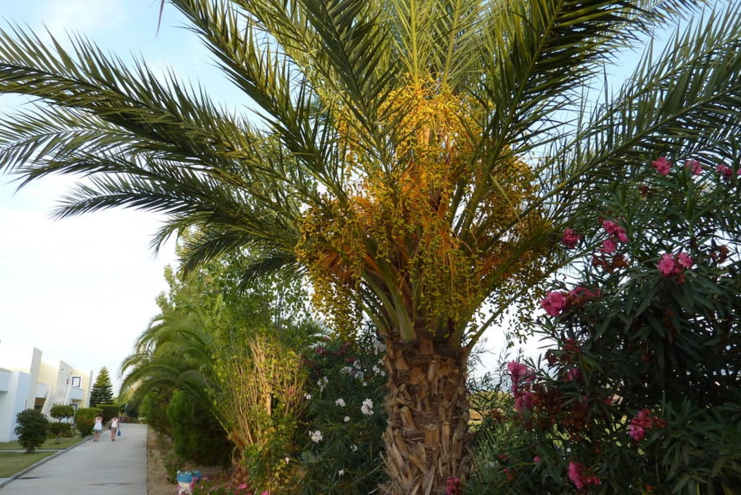 Esperia garden Hotel Esperia