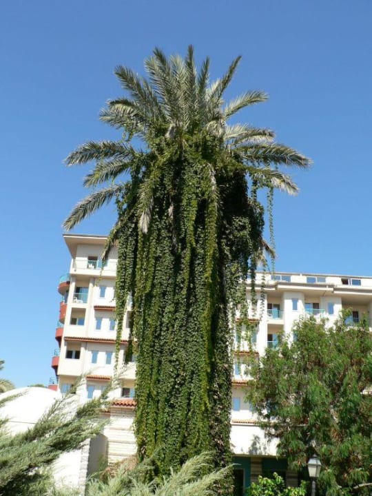 Alter Baumbestand Belconti Resort Hotel