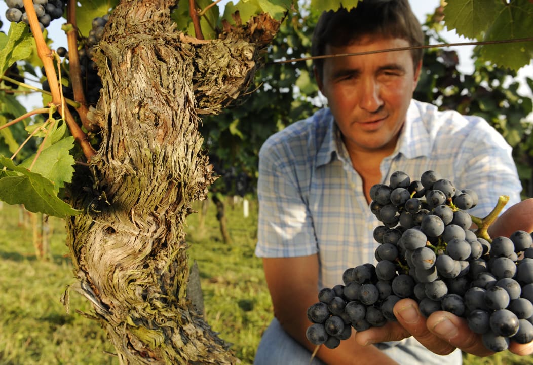 Sonnengereifte Trauben für ausbalancierte Weine! Hotel Ratschens Wohnothek
