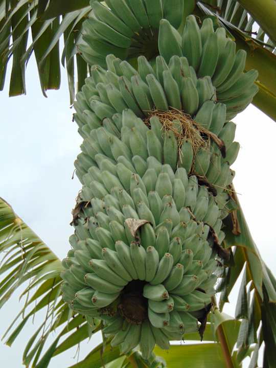 Gartenanlage Amber Lombok Beach Resort