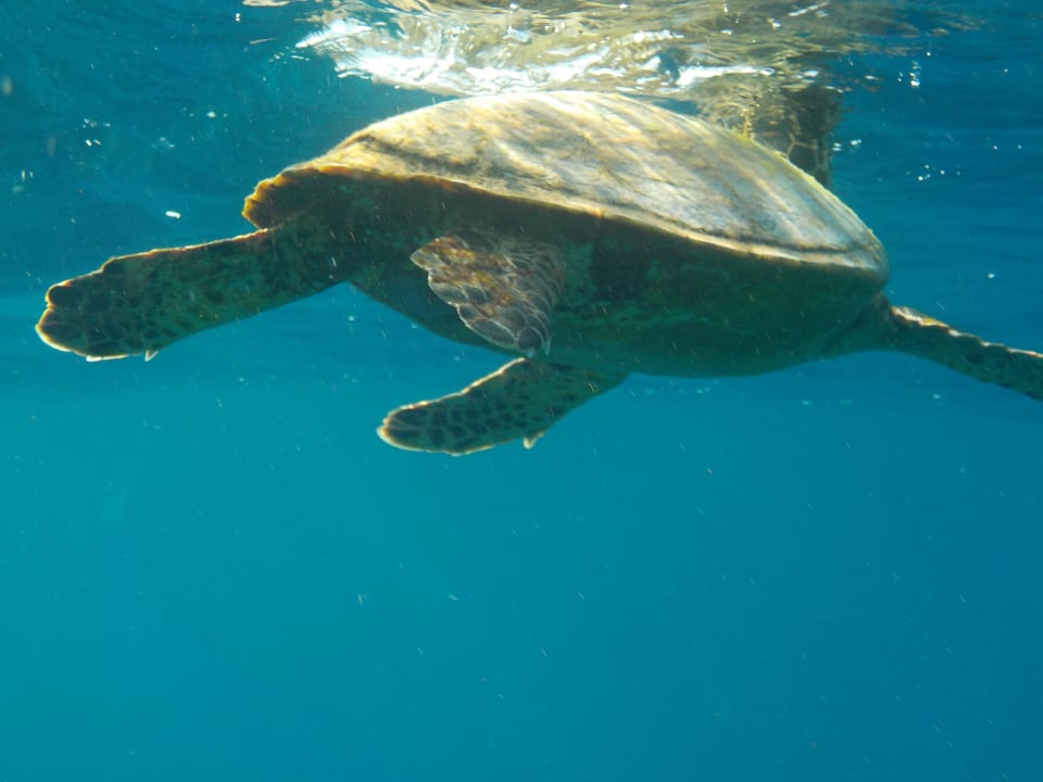 Unterwasser ROBINSON MALDIVES