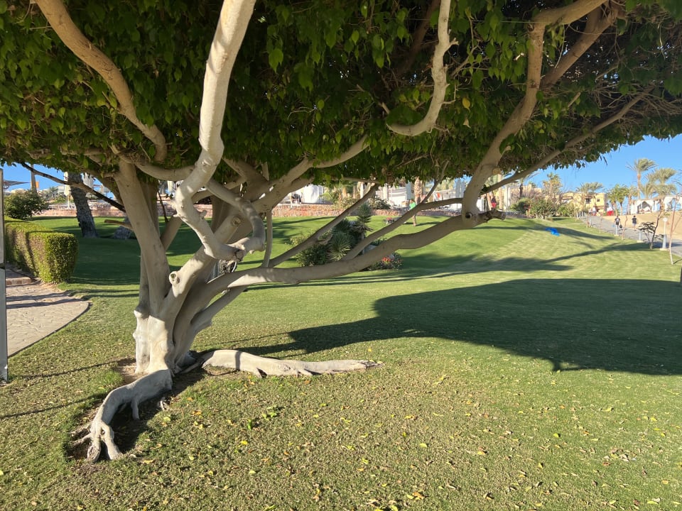 Gartenanlage Steigenberger Coraya Beach - Adults only