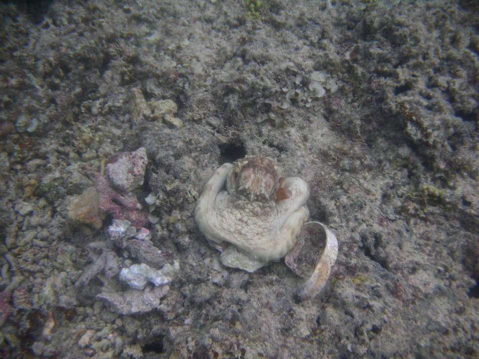 Oktopus direkt bei unserer Overwater Bure Likuliku Lagoon Resort